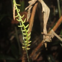 Calamus pachystemonus Thwaites